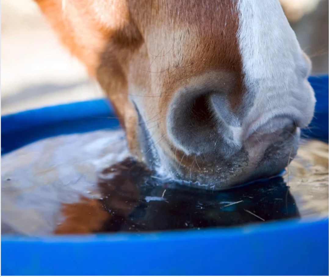 August jobs - make sure your water is fresh and clean