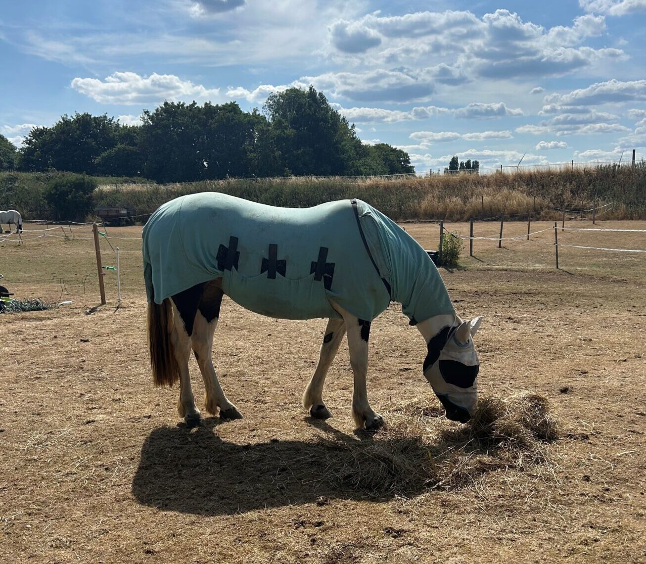 fly rugs