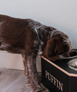 bruno using the medium dog bowl stand