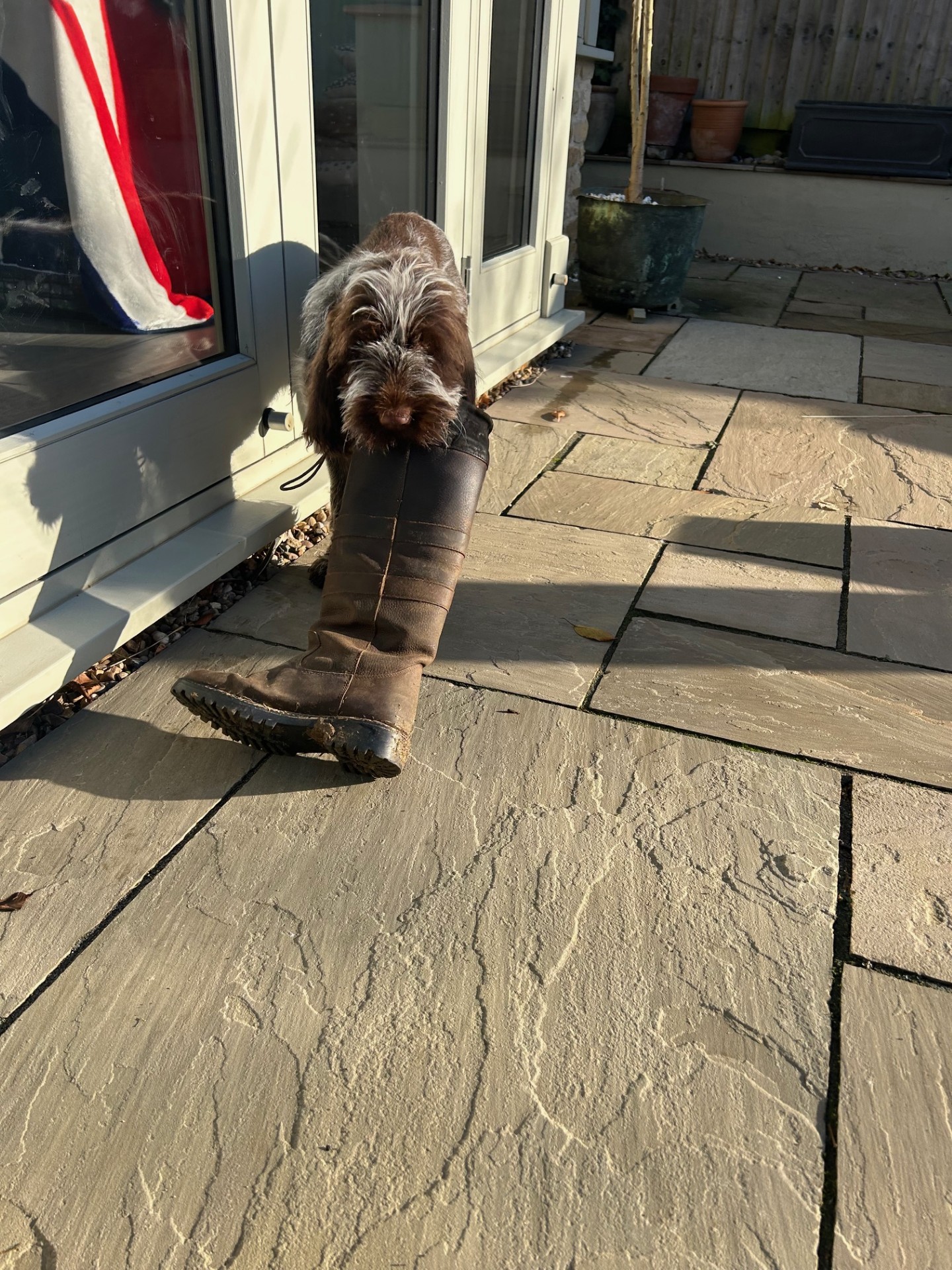 Dog running off with a boot that has been left on the floor.