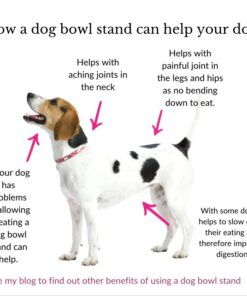 reasons how a dog bowl stand can help your dog