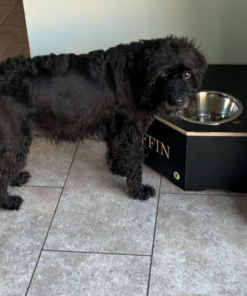 Puffin using her medium dog bowl stand